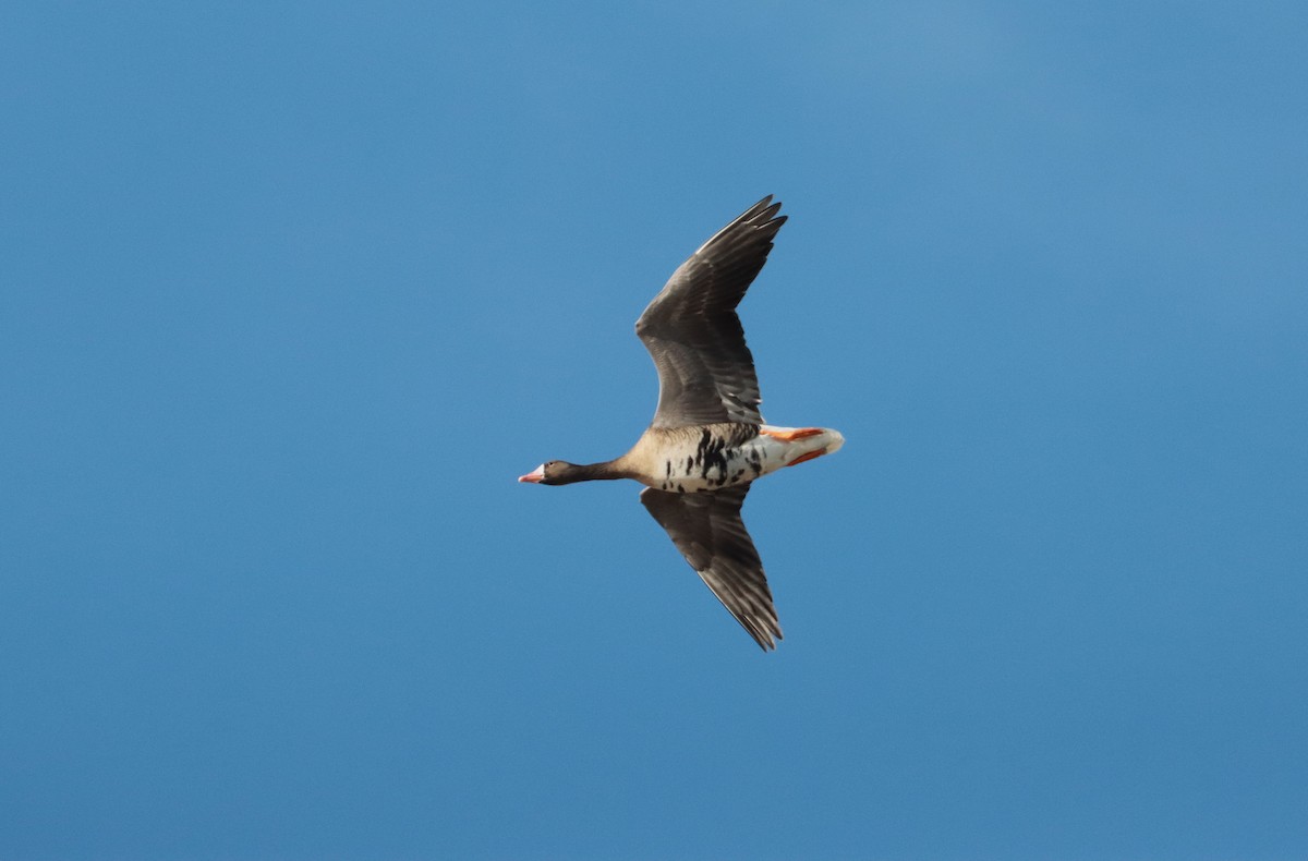 Greater White-fronted Goose - ML645887504
