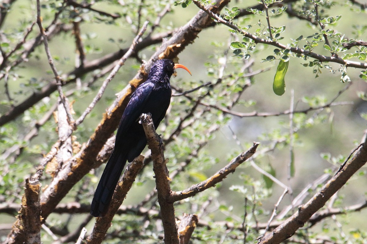 Irrisor à cimeterre - ML645887506