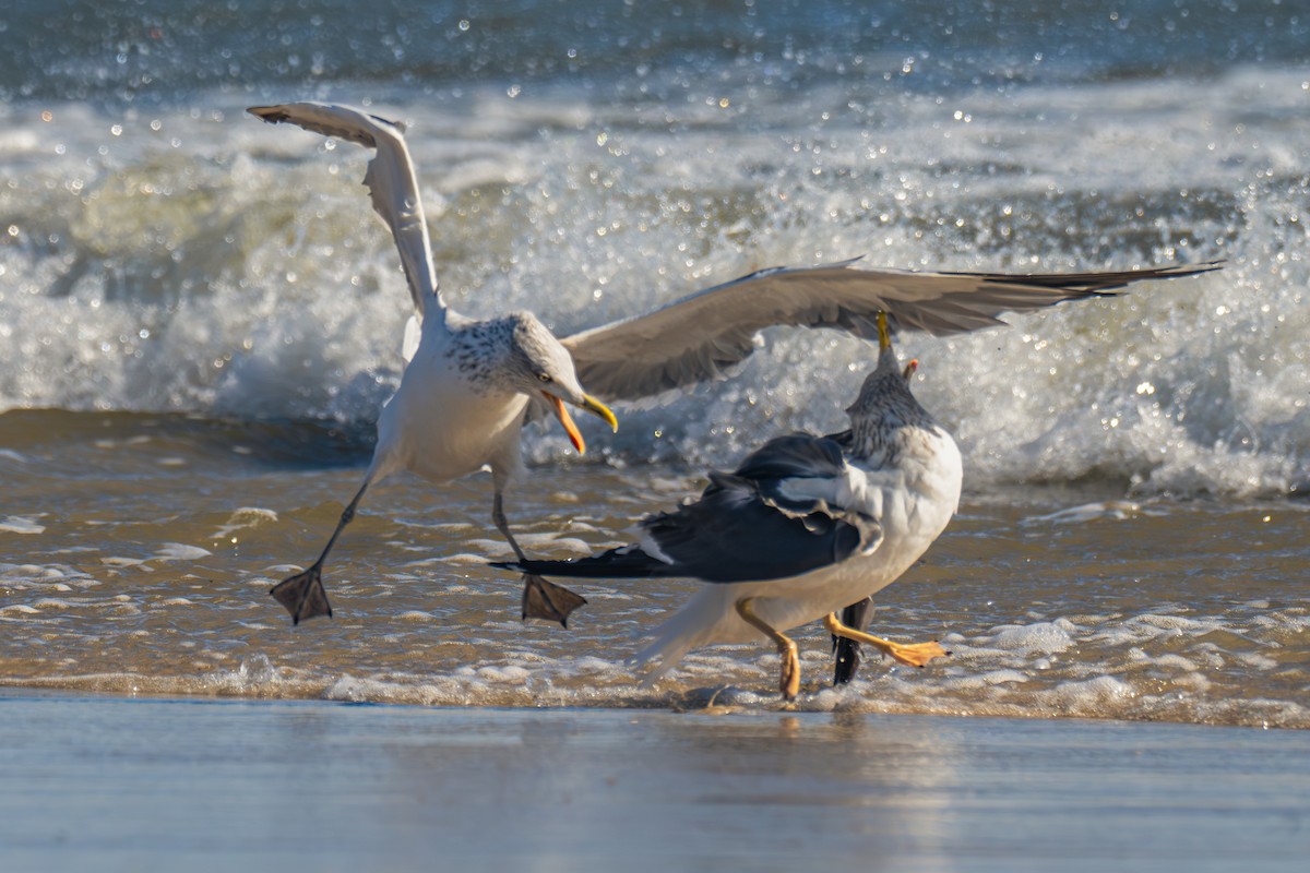 Lesser Black-backed Gull - ML645887508
