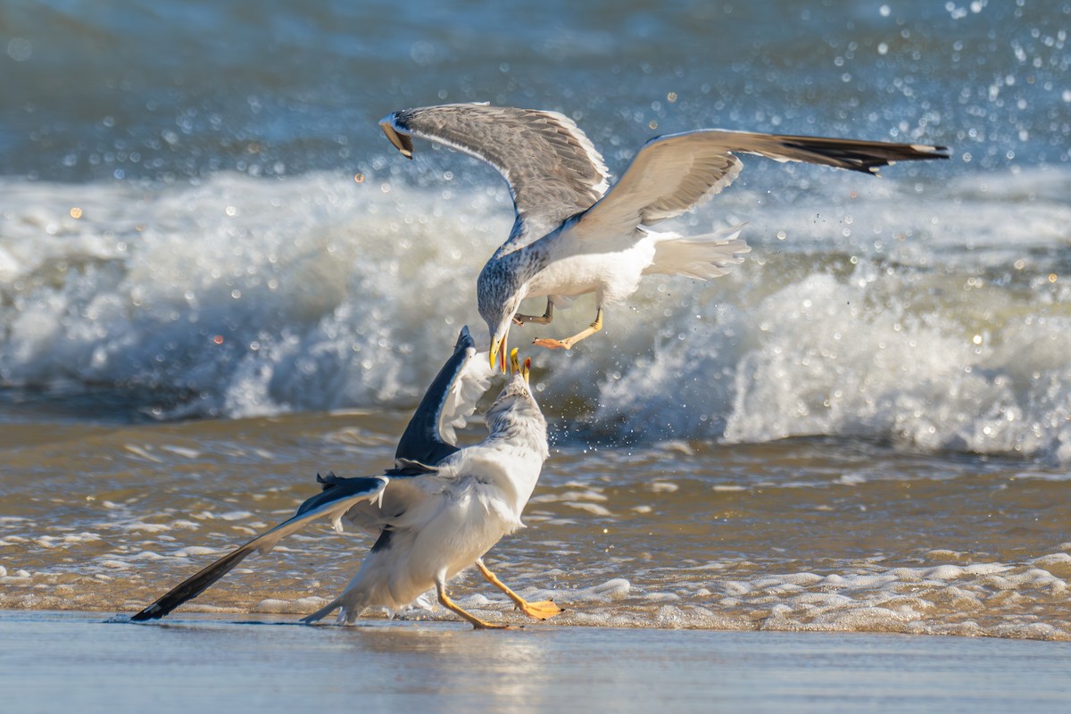 Lesser Black-backed Gull - ML645887509