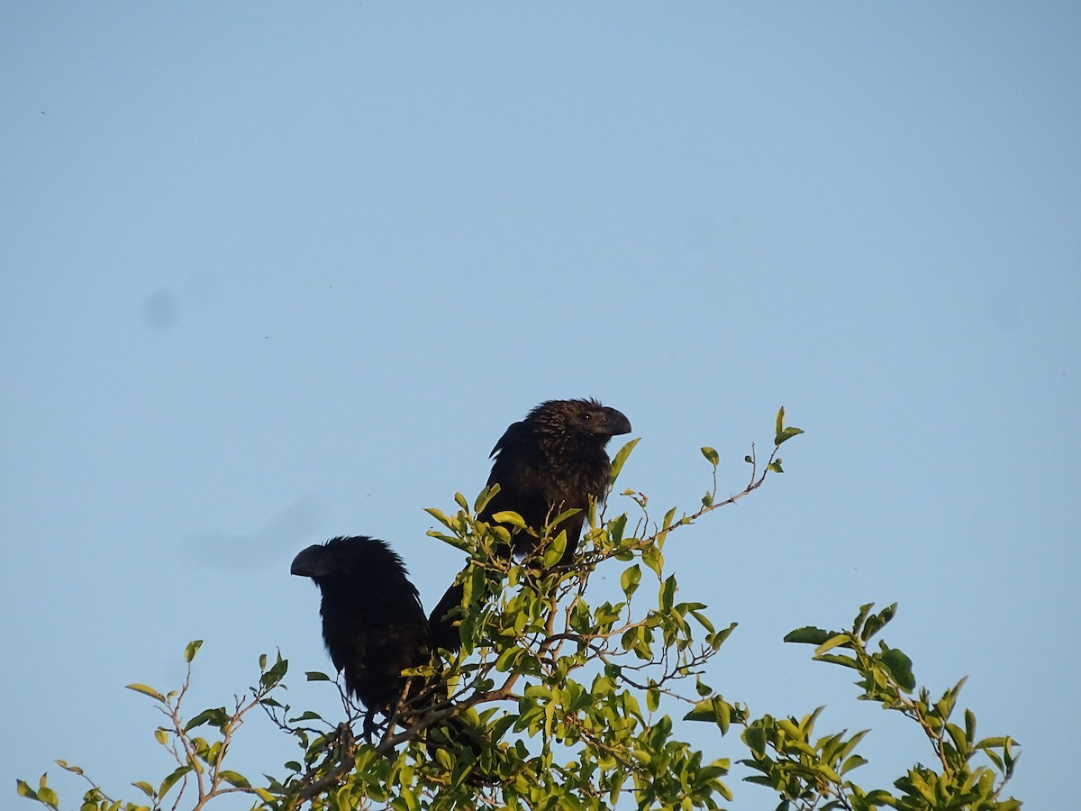 Ані товстодзьобий - ML645887521