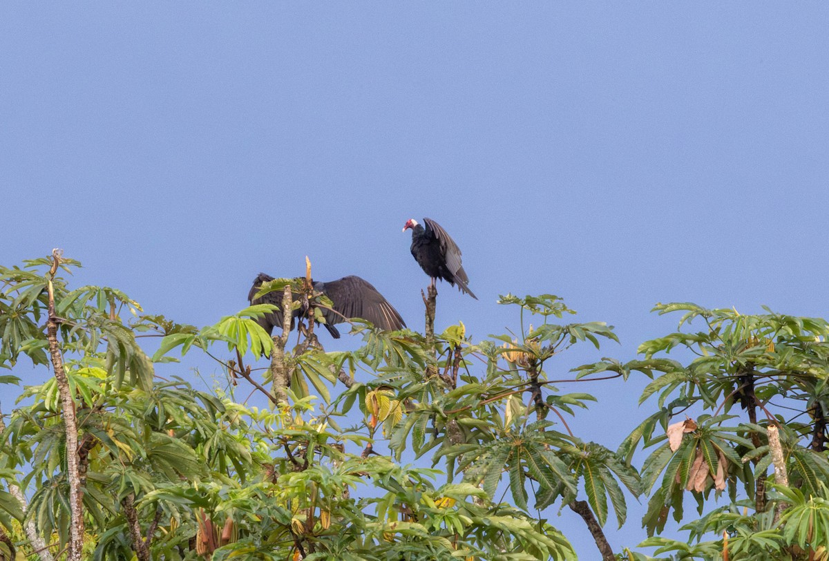 Turkey Vulture (Tropical) - ML645887524
