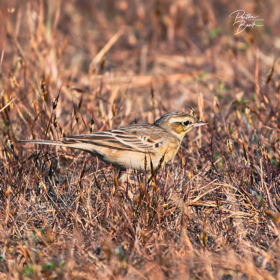 Tawny Pipit - ML645887525