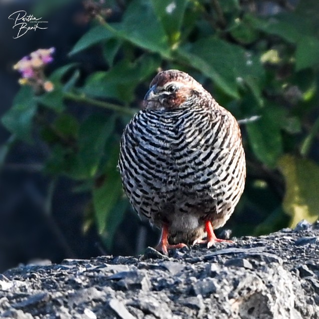 イワヤブウズラ - ML645887528