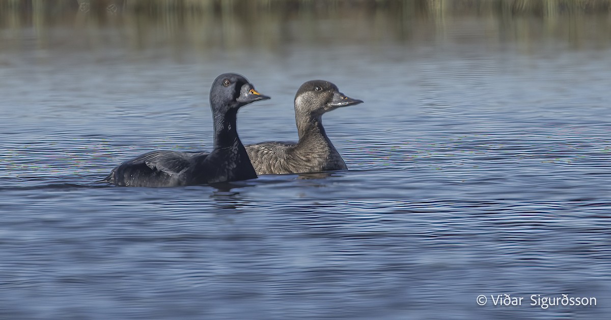 Common Scoter - ML645887529