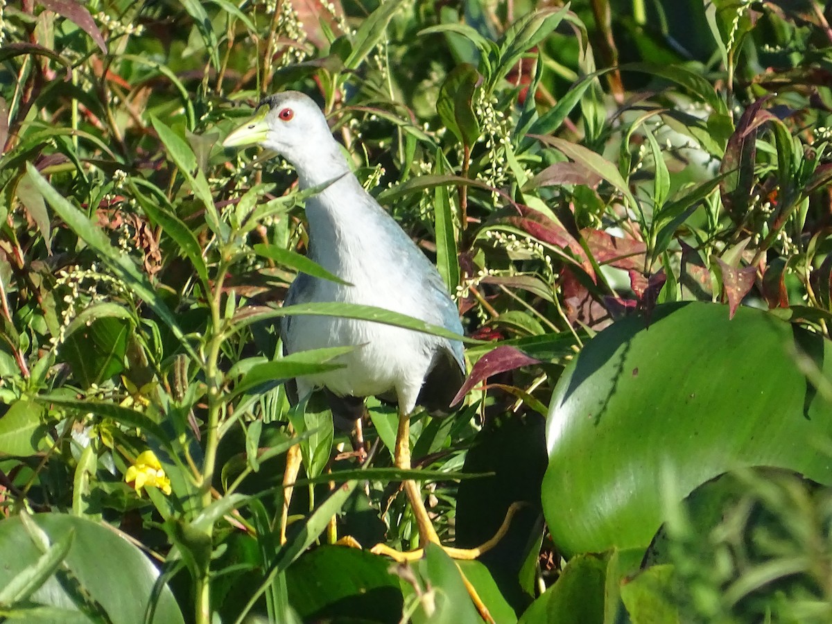 Azure Gallinule - ML645887531