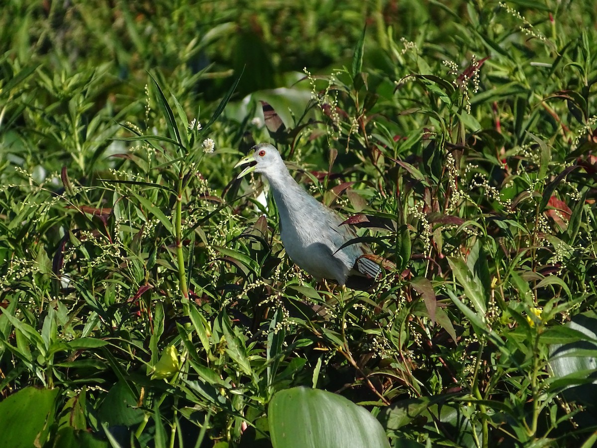 Azure Gallinule - ML645887532