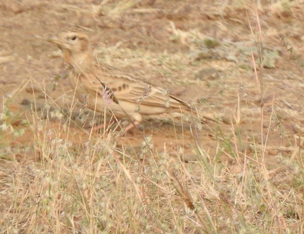 Terrera Oriental - ML645887534