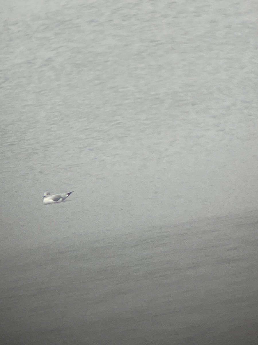 Ring-billed Gull - ML645887535