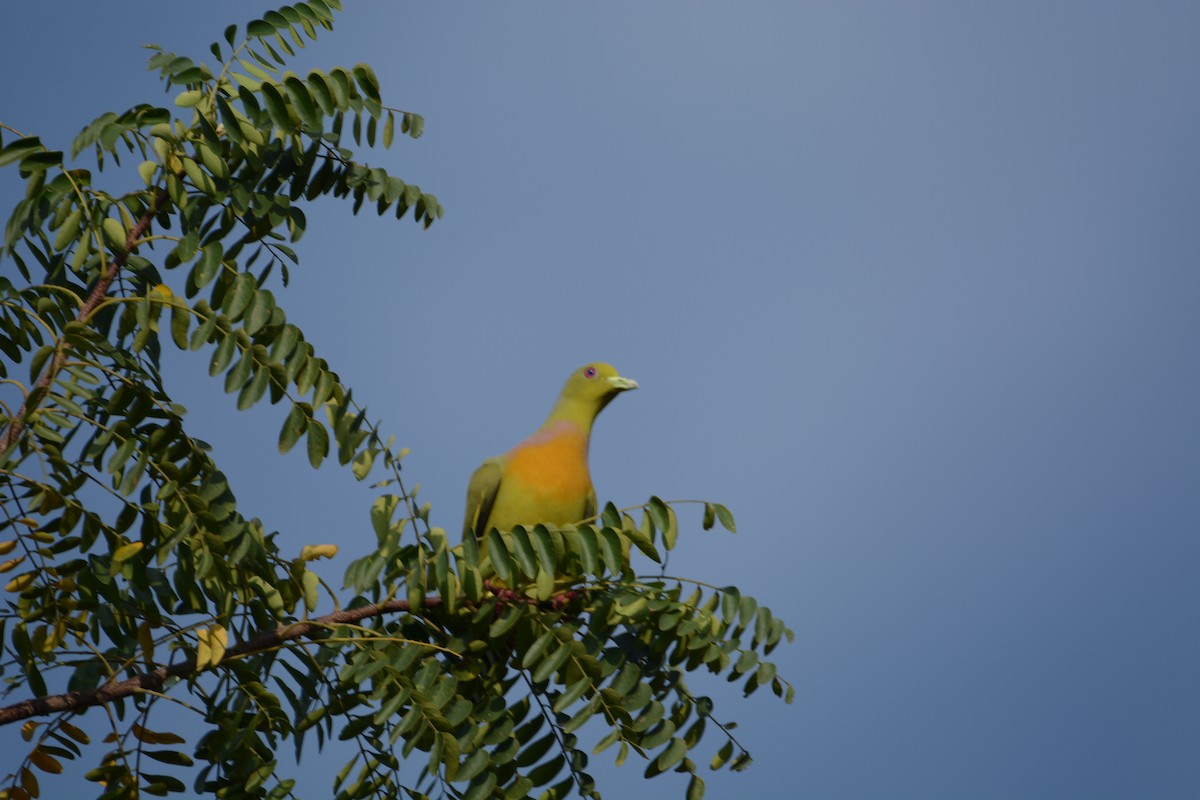 Orange-breasted Green-Pigeon - ML645887538