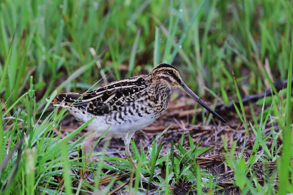 African Snipe - ML645887540