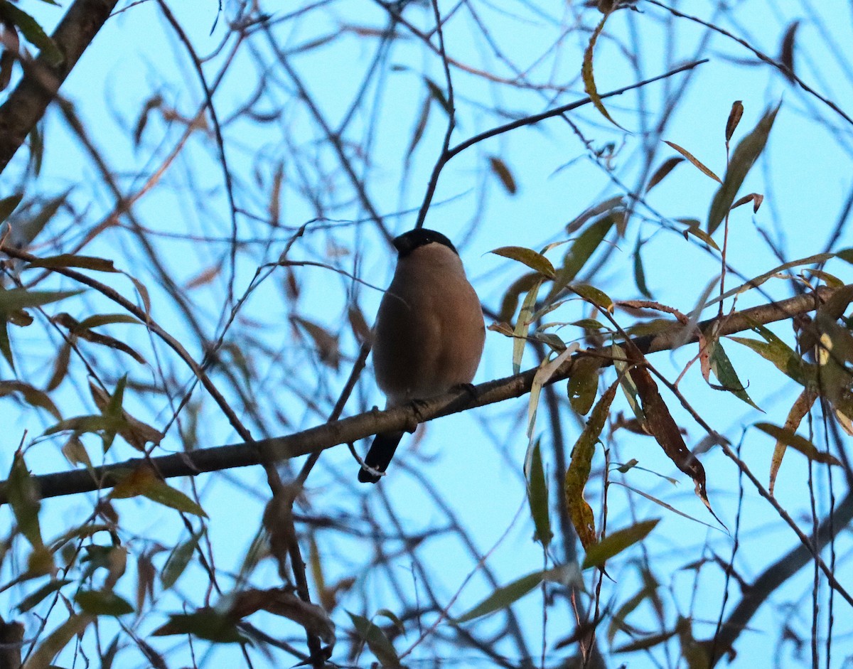 Eurasian Bullfinch - ML645887543