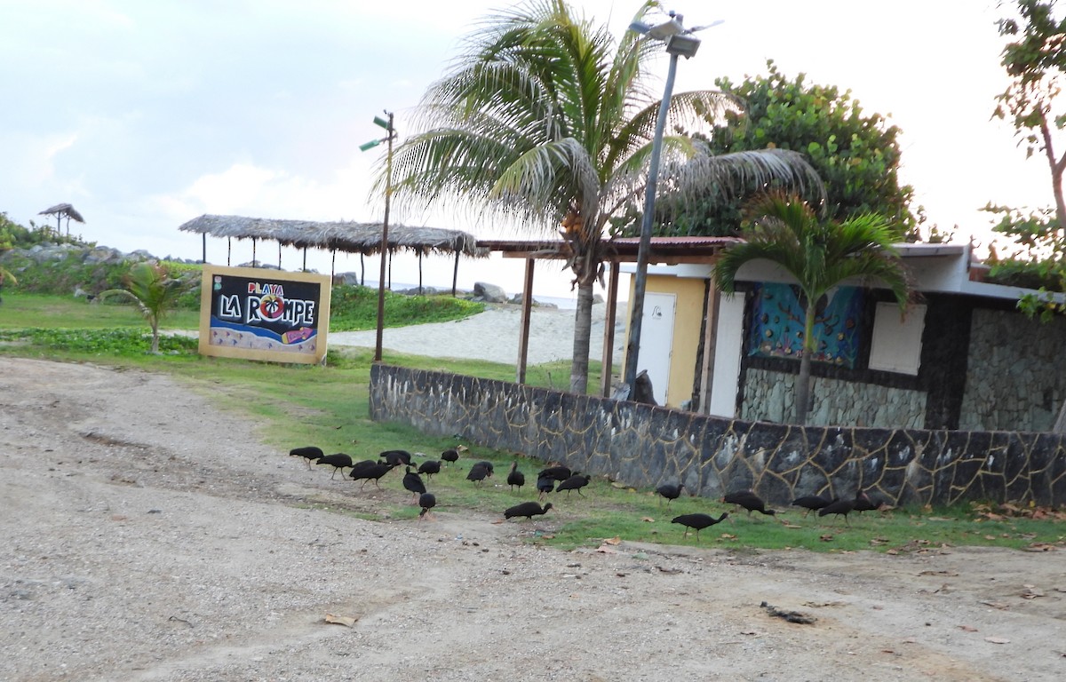 Bare-faced Ibis - ML645887551