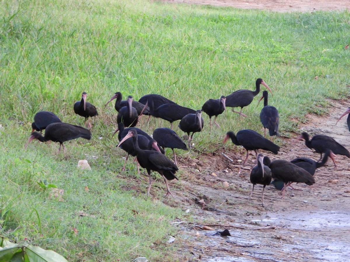 Bare-faced Ibis - ML645887552
