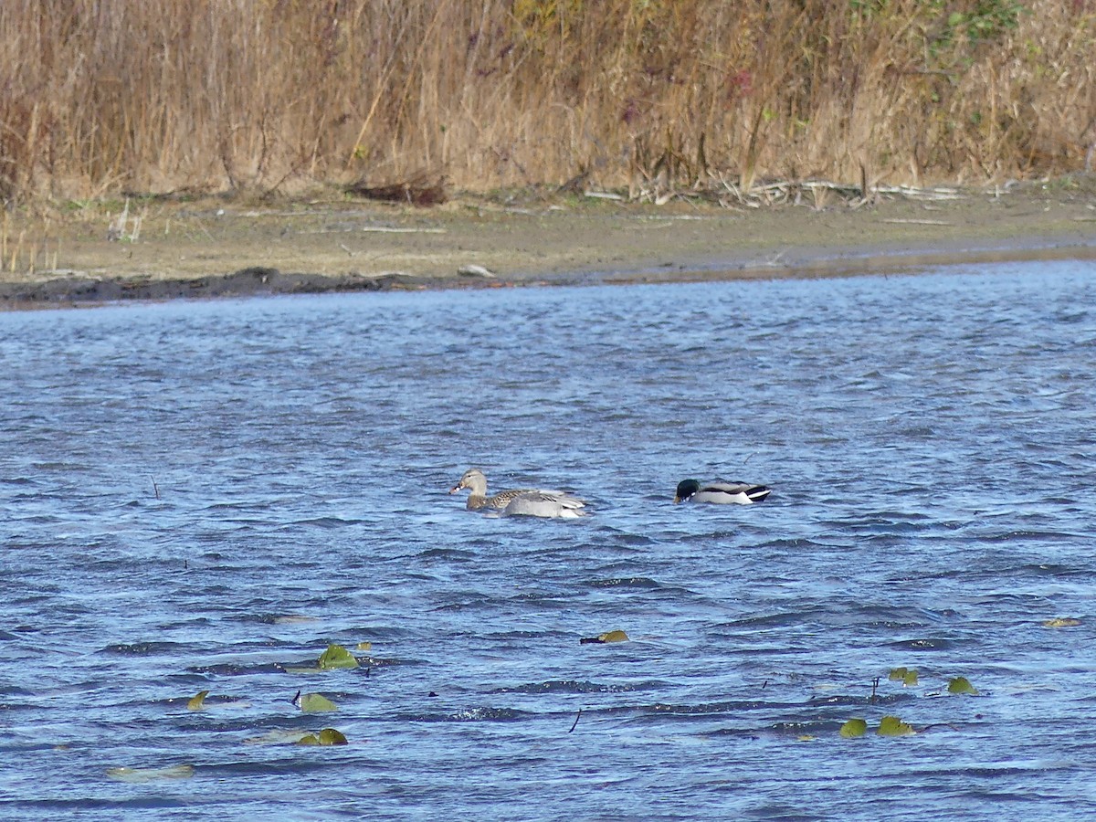 オカヨシガモ - ML645887554