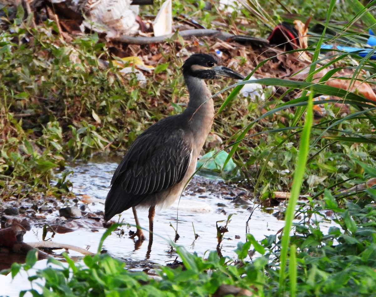 kvakoš žlutočelý - ML645887555
