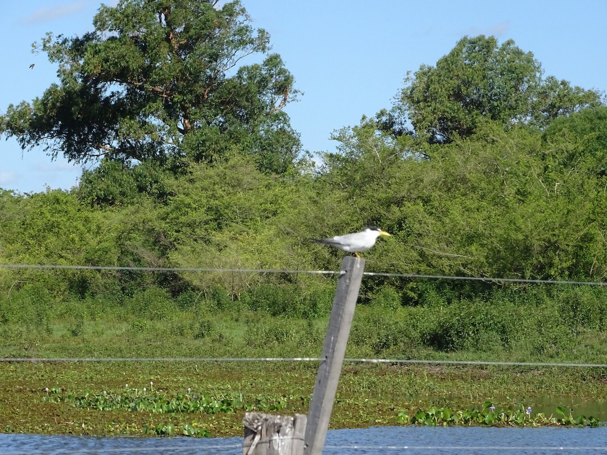 Амазонская крачка - ML645887557