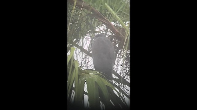 Crane Hawk - ML645887559