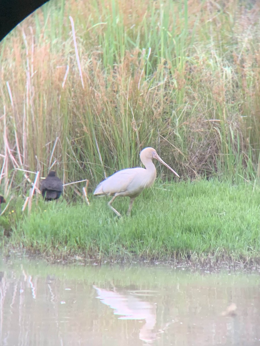 Yellow-billed Spoonbill - ML645887570