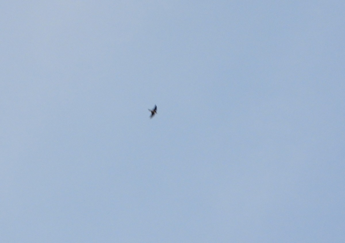 White-collared Swift - ML645887581