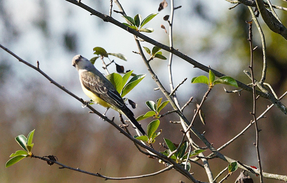 Western Kingbird - ML645887586