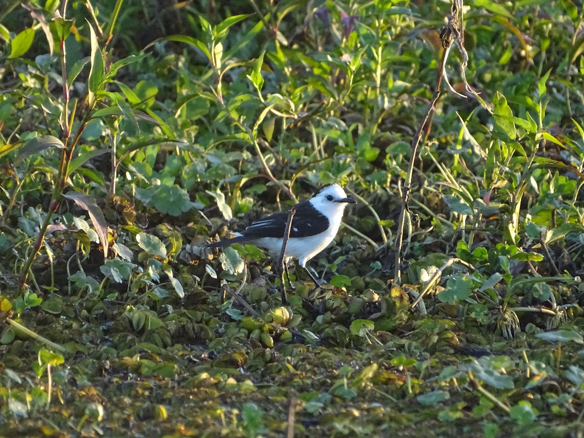Black-backed Water-Tyrant - ML645887592
