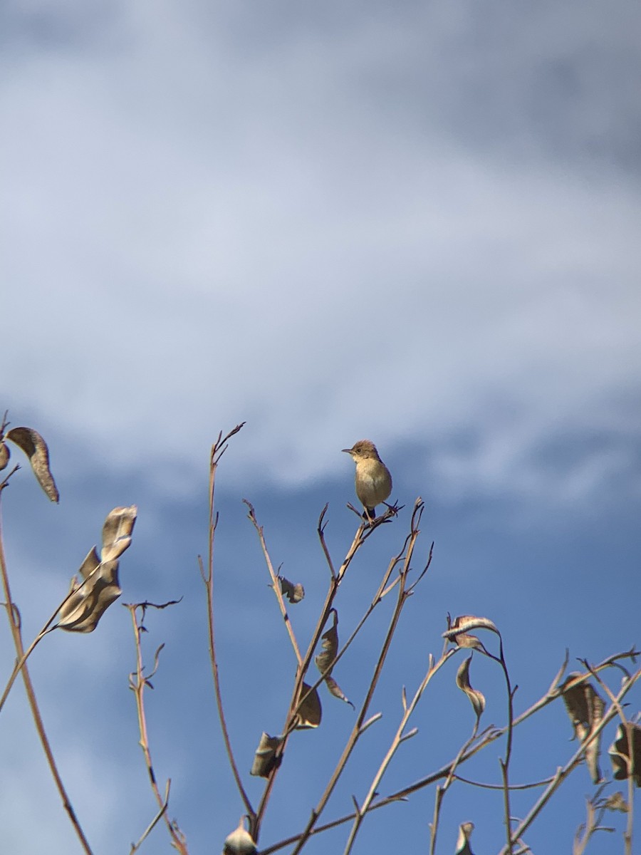 Golden-headed Cisticola - ML645887596