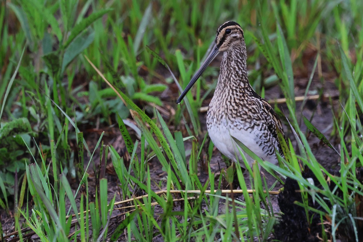African Snipe - ML645887597