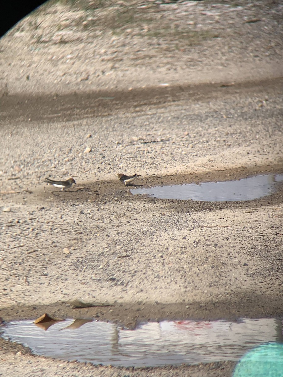 Fairy Martin - ML645887599