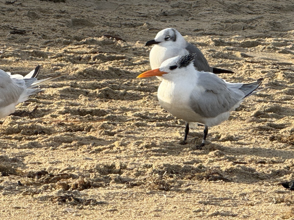 Royal Tern - ML645887604