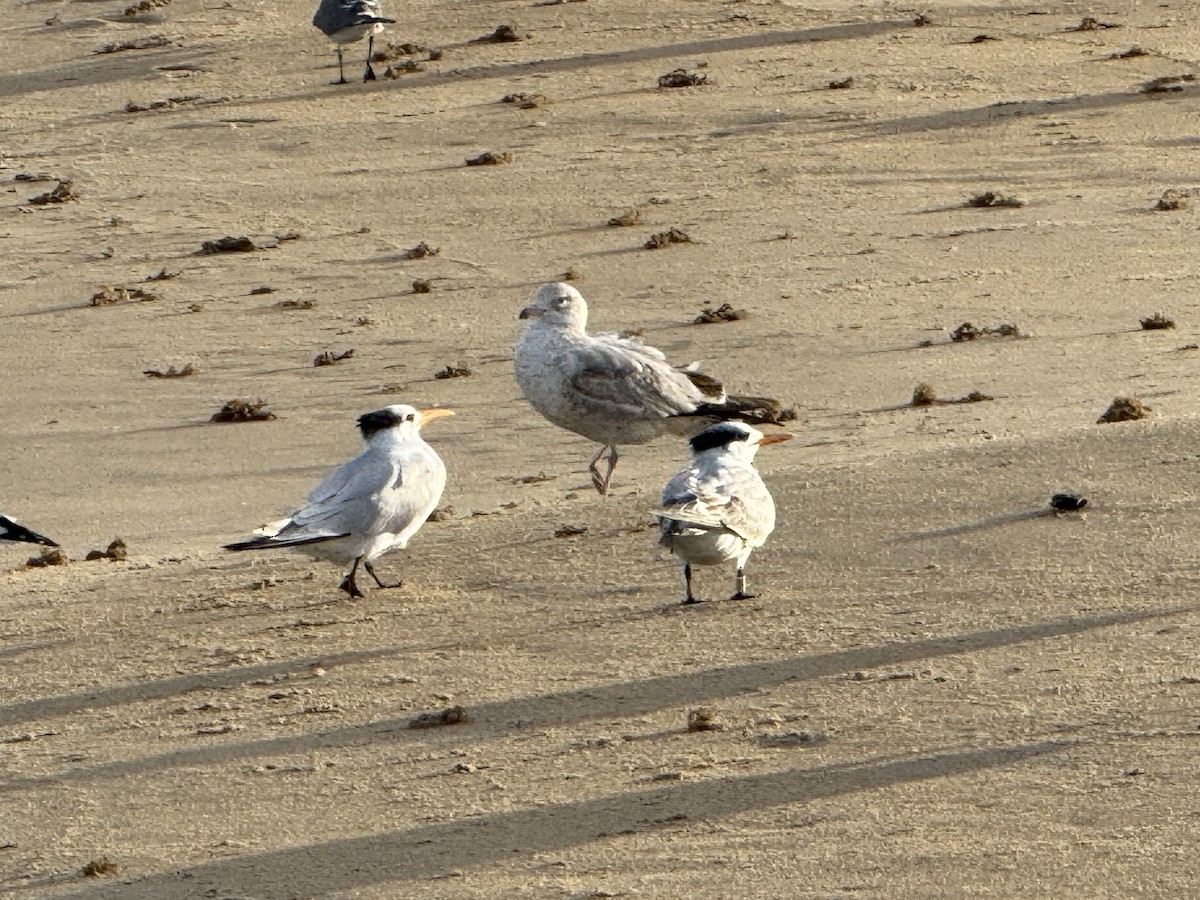 Royal Tern - ML645887605