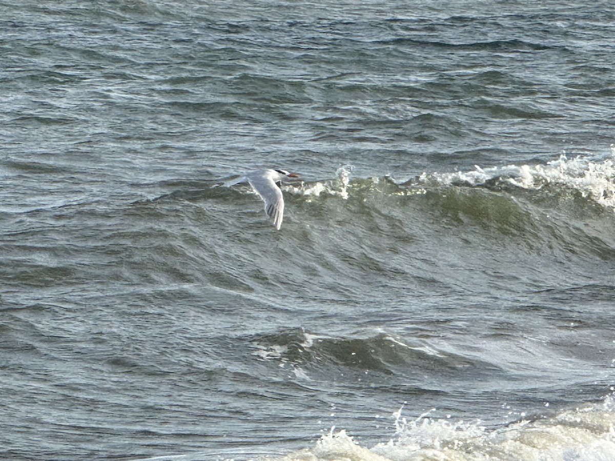 Royal Tern - ML645887606