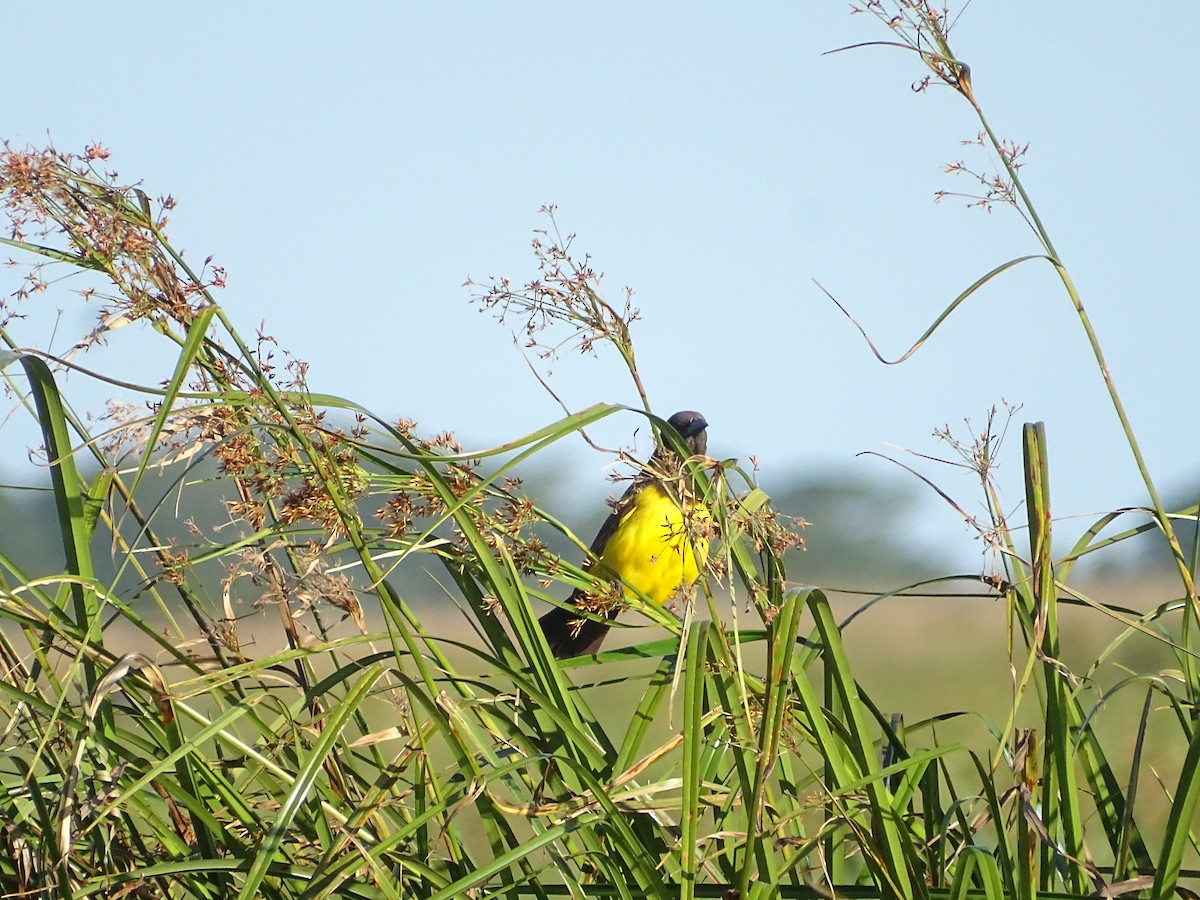 Мочарець жовтогузий - ML645887607