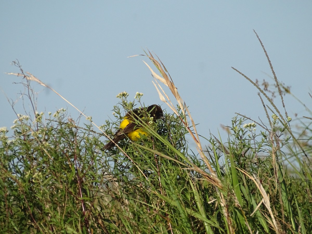 Мочарець жовтогузий - ML645887608