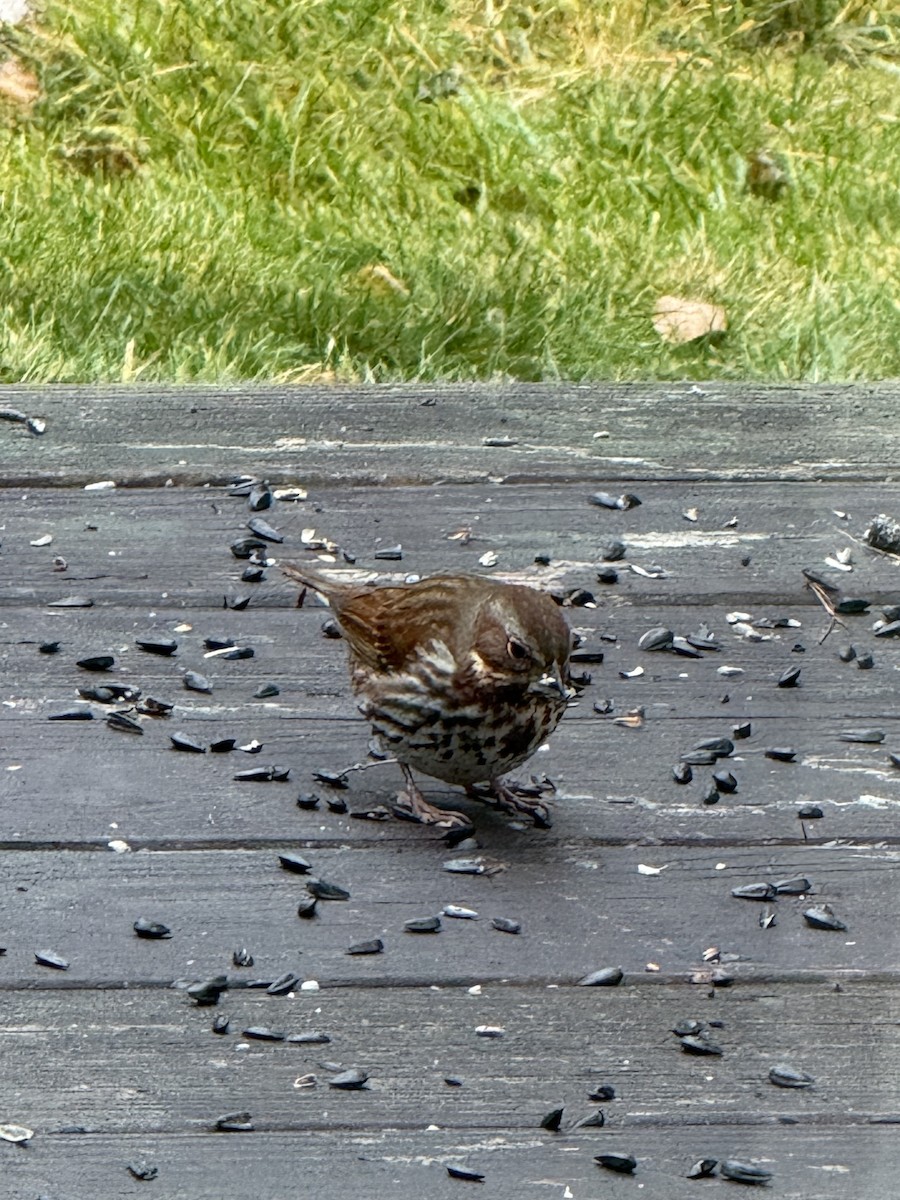 Fox Sparrow (Red) - ML645887610
