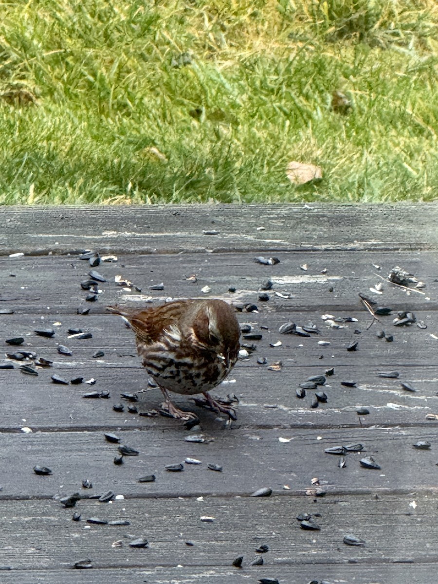 Fox Sparrow (Red) - ML645887611