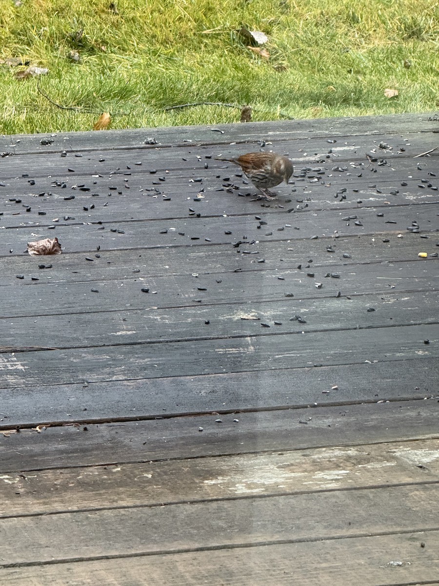 Fox Sparrow (Red) - ML645887612