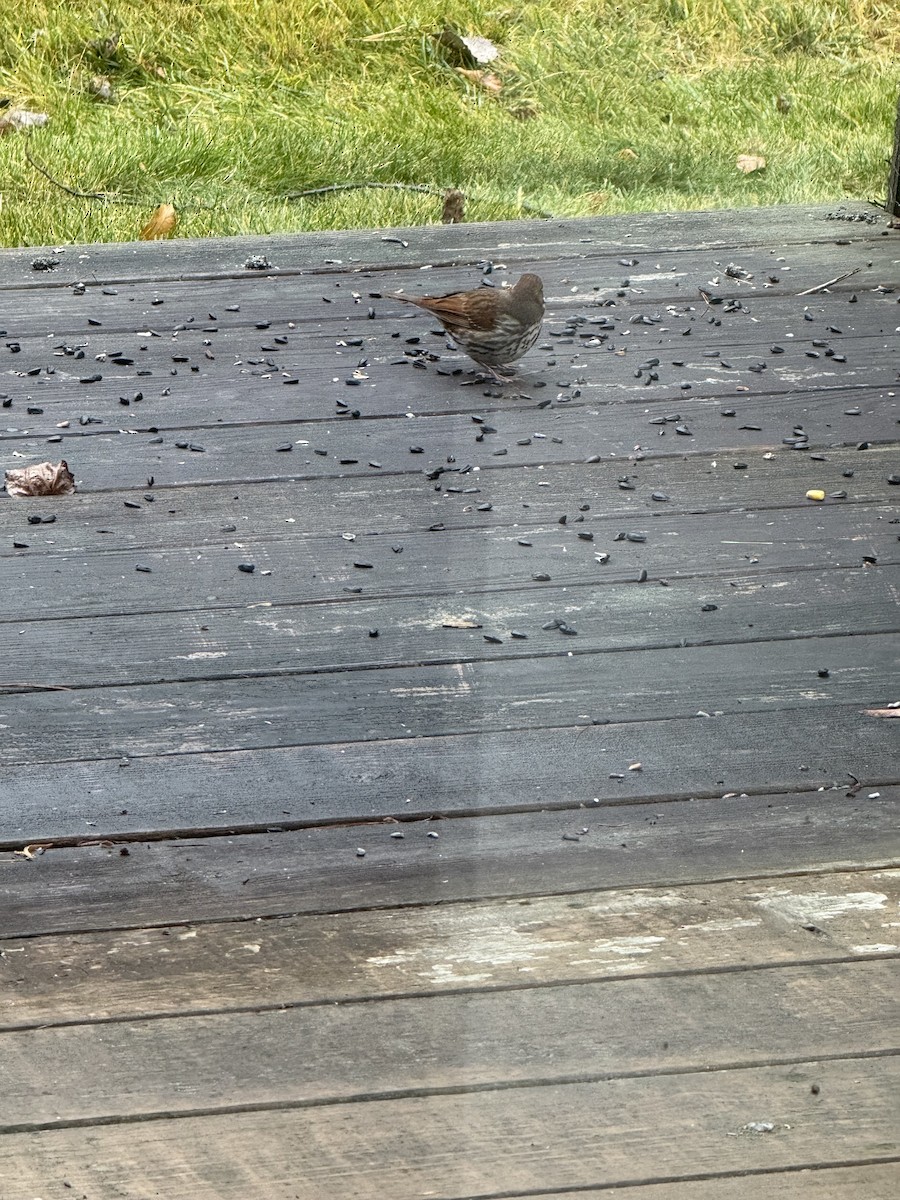 Fox Sparrow (Red) - ML645887613