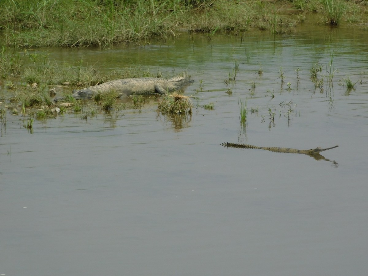 Gharial - ML645887614