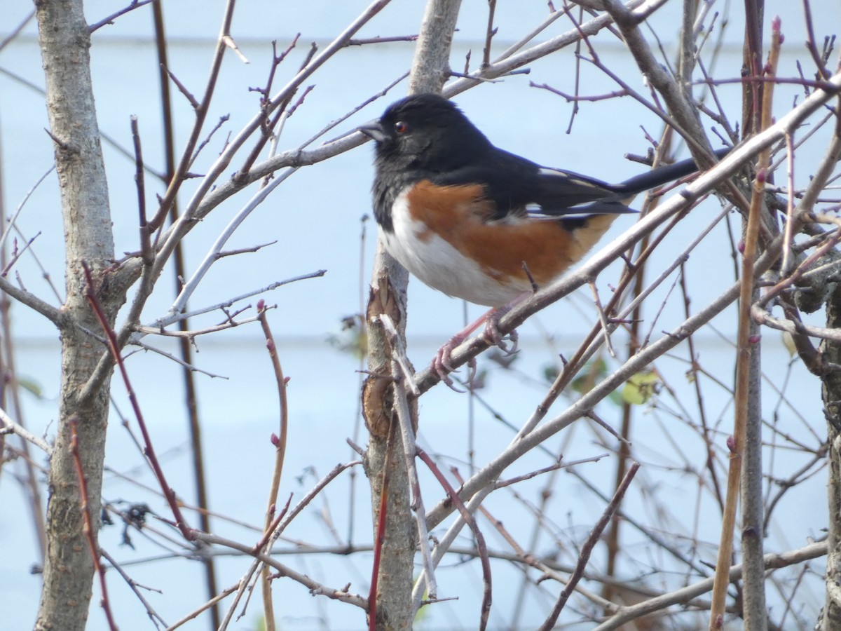 Eastern Towhee - ML645887617