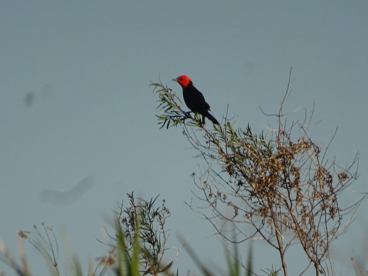 Scarlet-headed Blackbird - ML645887625