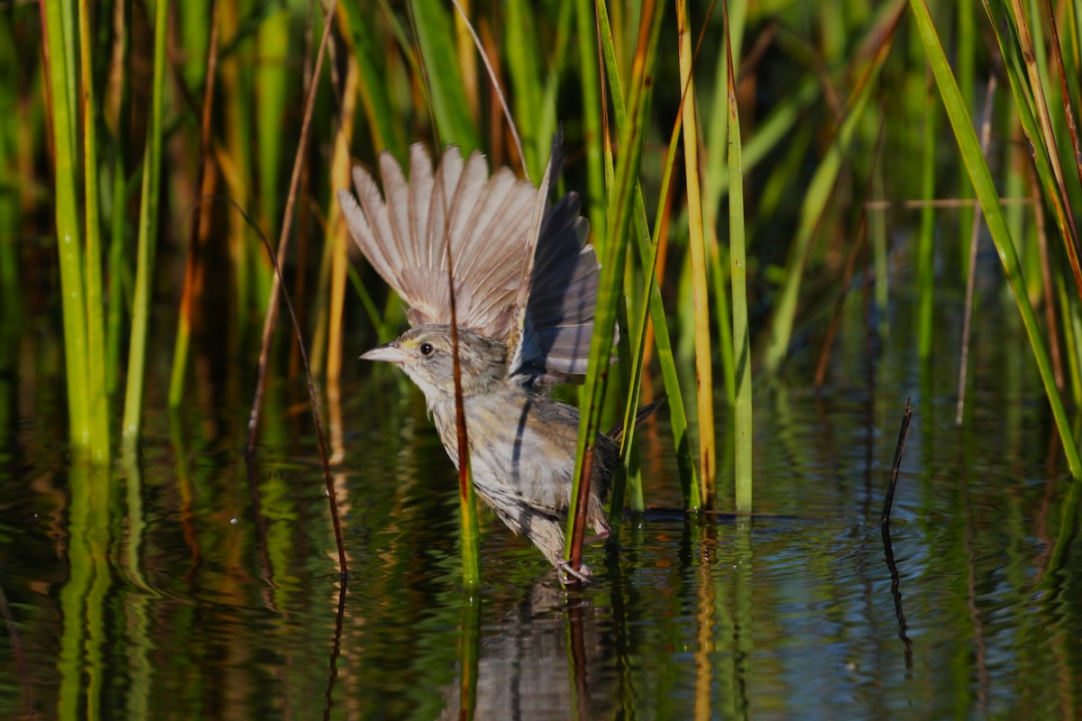 Seaside Sparrow - ML645887626