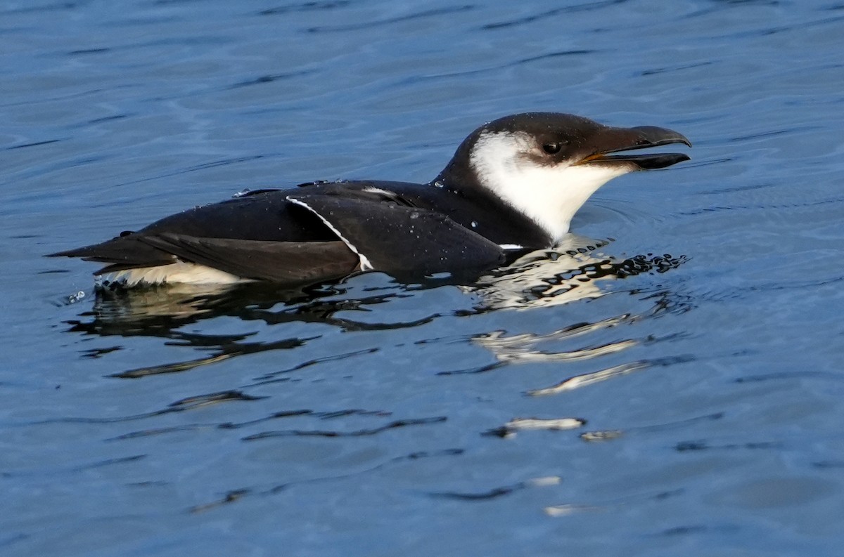 Razorbill - ML645887628