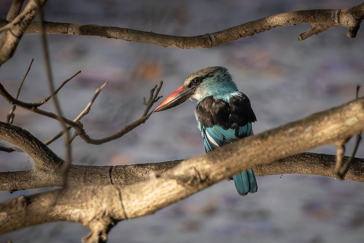 Blue-breasted Kingfisher - ML645887633
