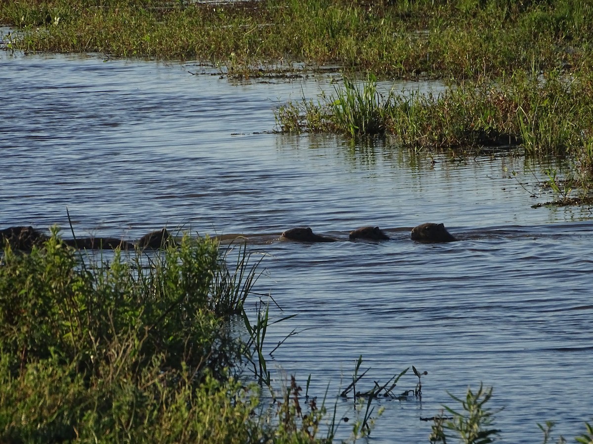 Animals - ML645887634