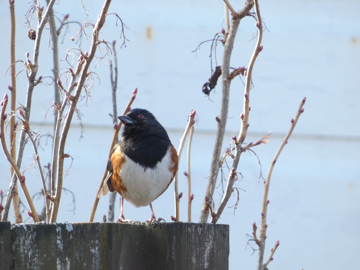 Eastern Towhee - ML645887637