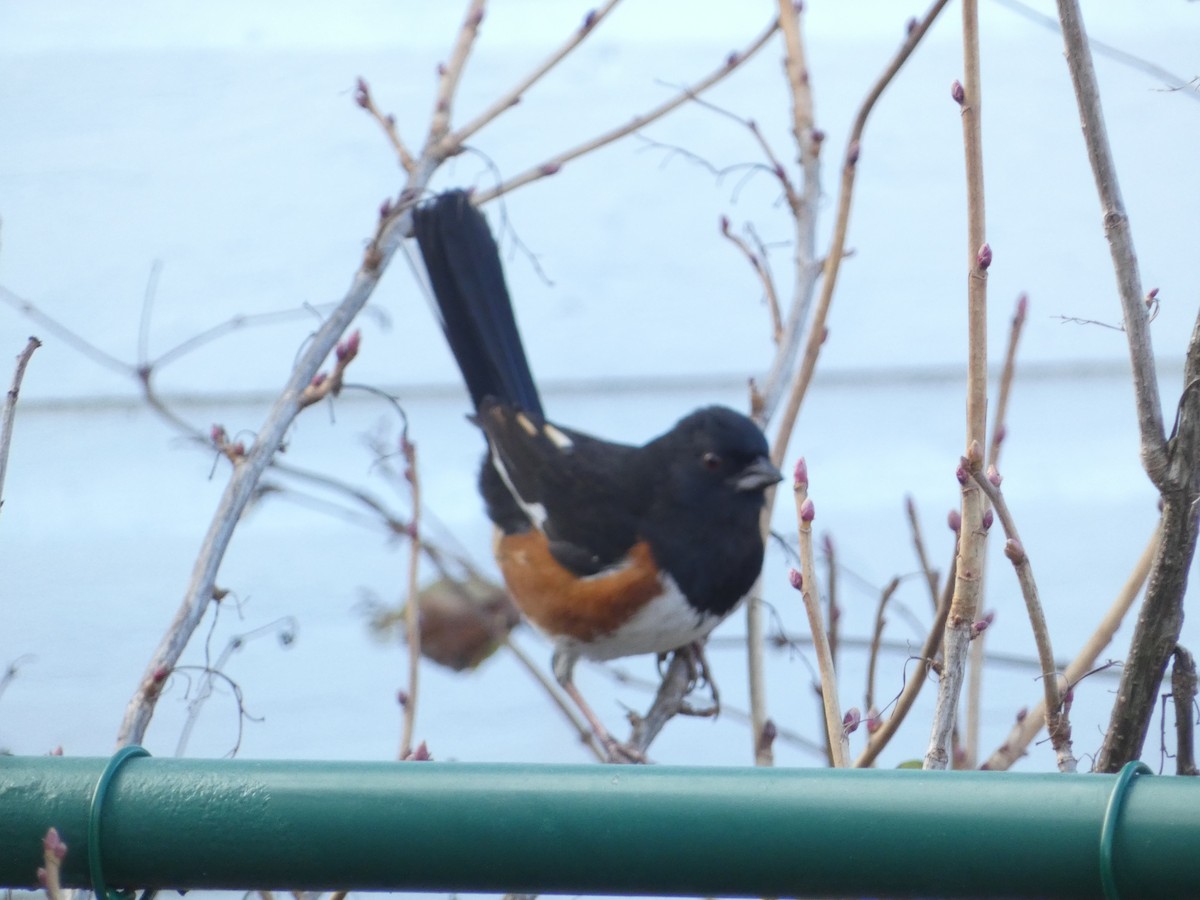 Eastern Towhee - ML645887638