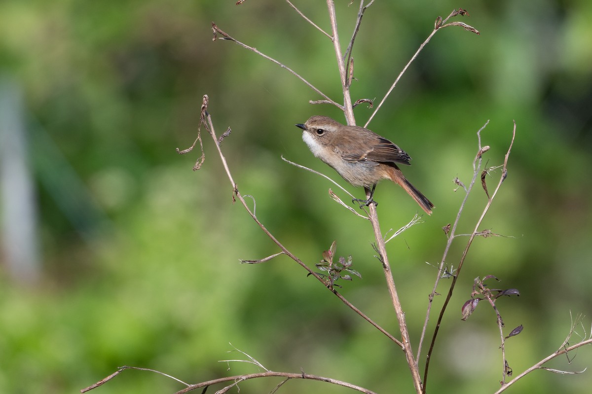 Gray Bushchat - ML645887644