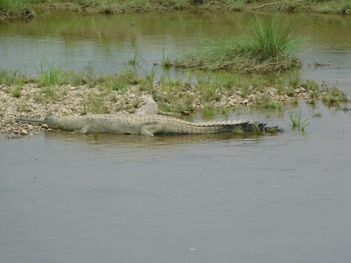 Gharial - ML645887645