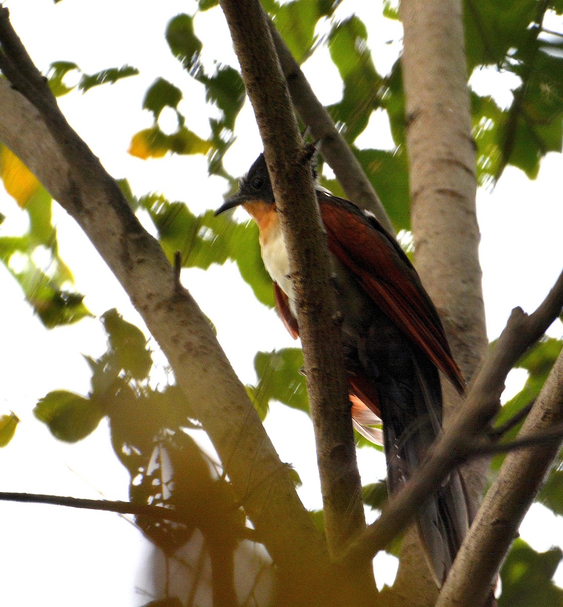 kukačka hnědokřídlá - ML645887652